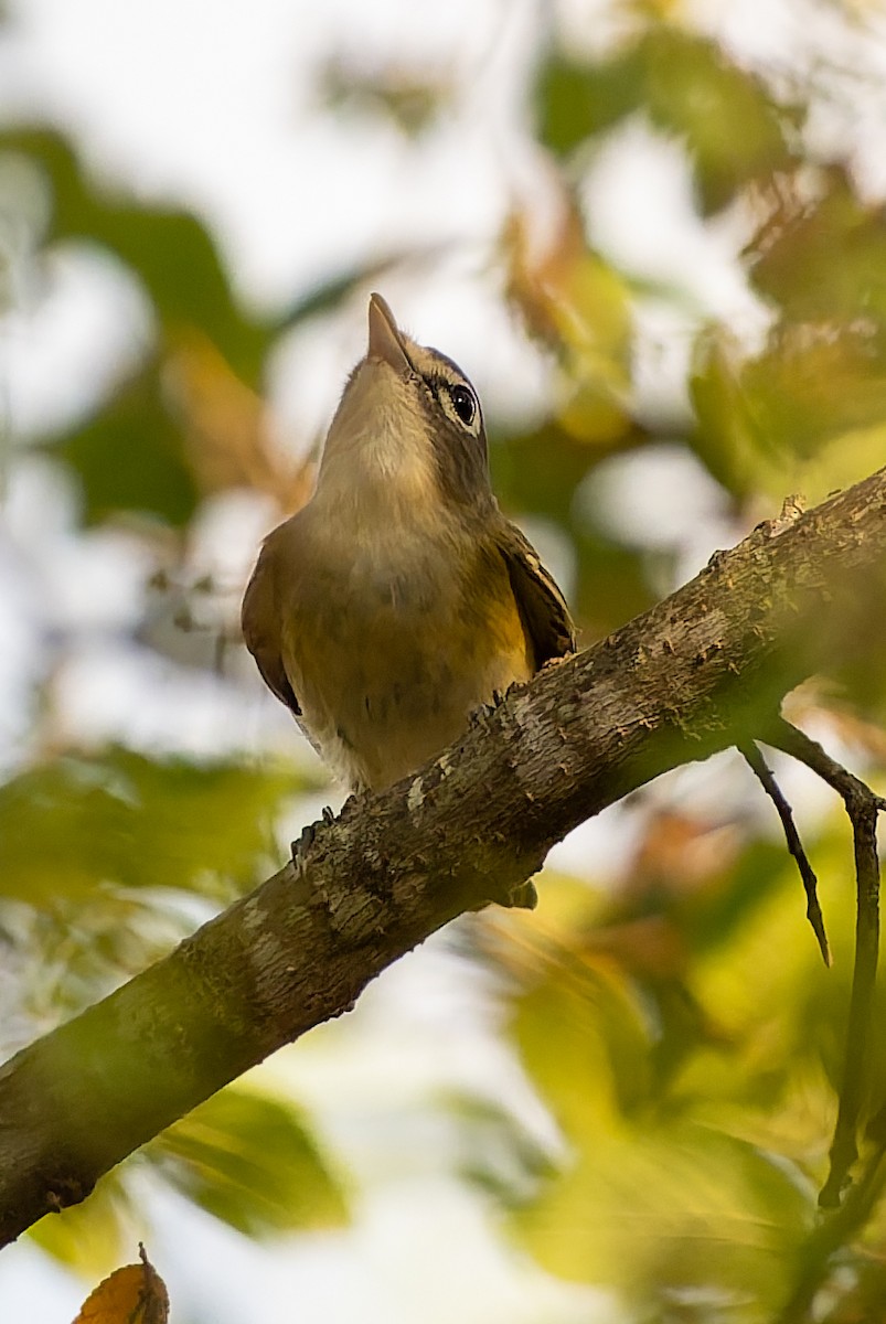 Blue-headed Vireo - ML645618911