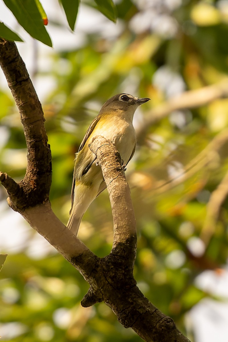 Blue-headed Vireo - ML645618912