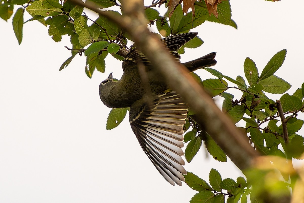 Blue-headed Vireo - ML645618913