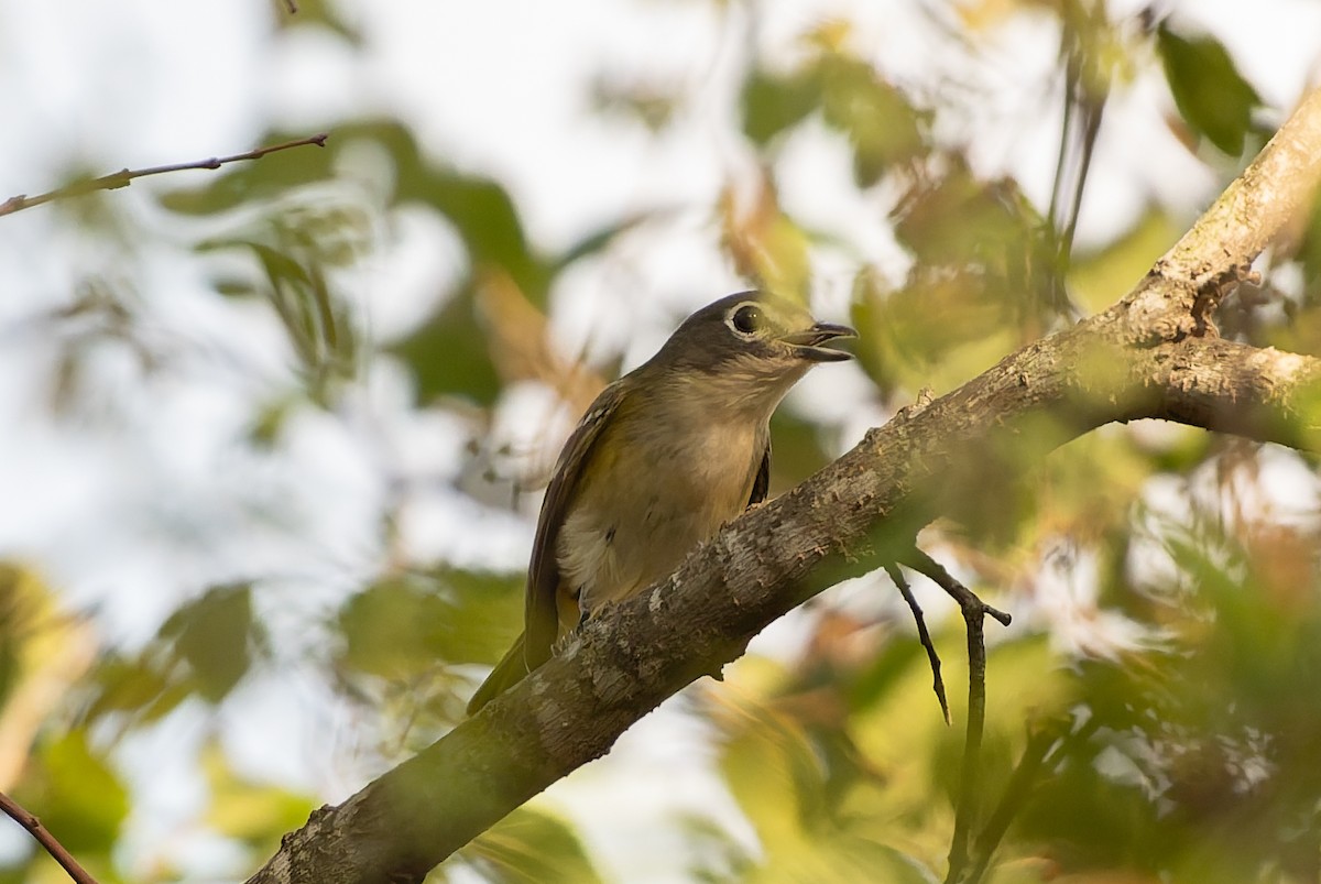Blue-headed Vireo - ML645618914