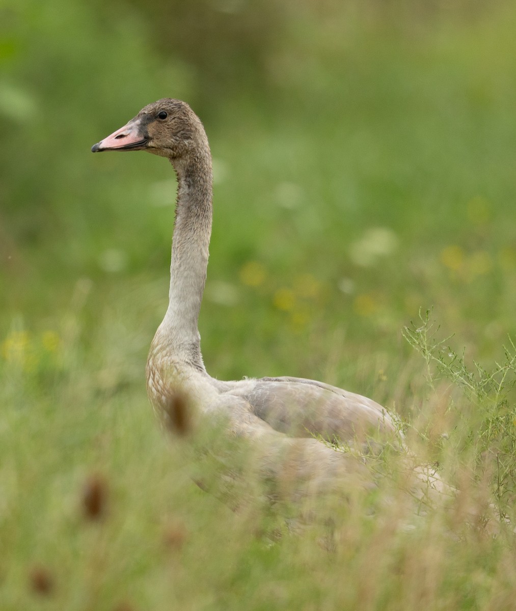 Trumpeter Swan - ML645618920