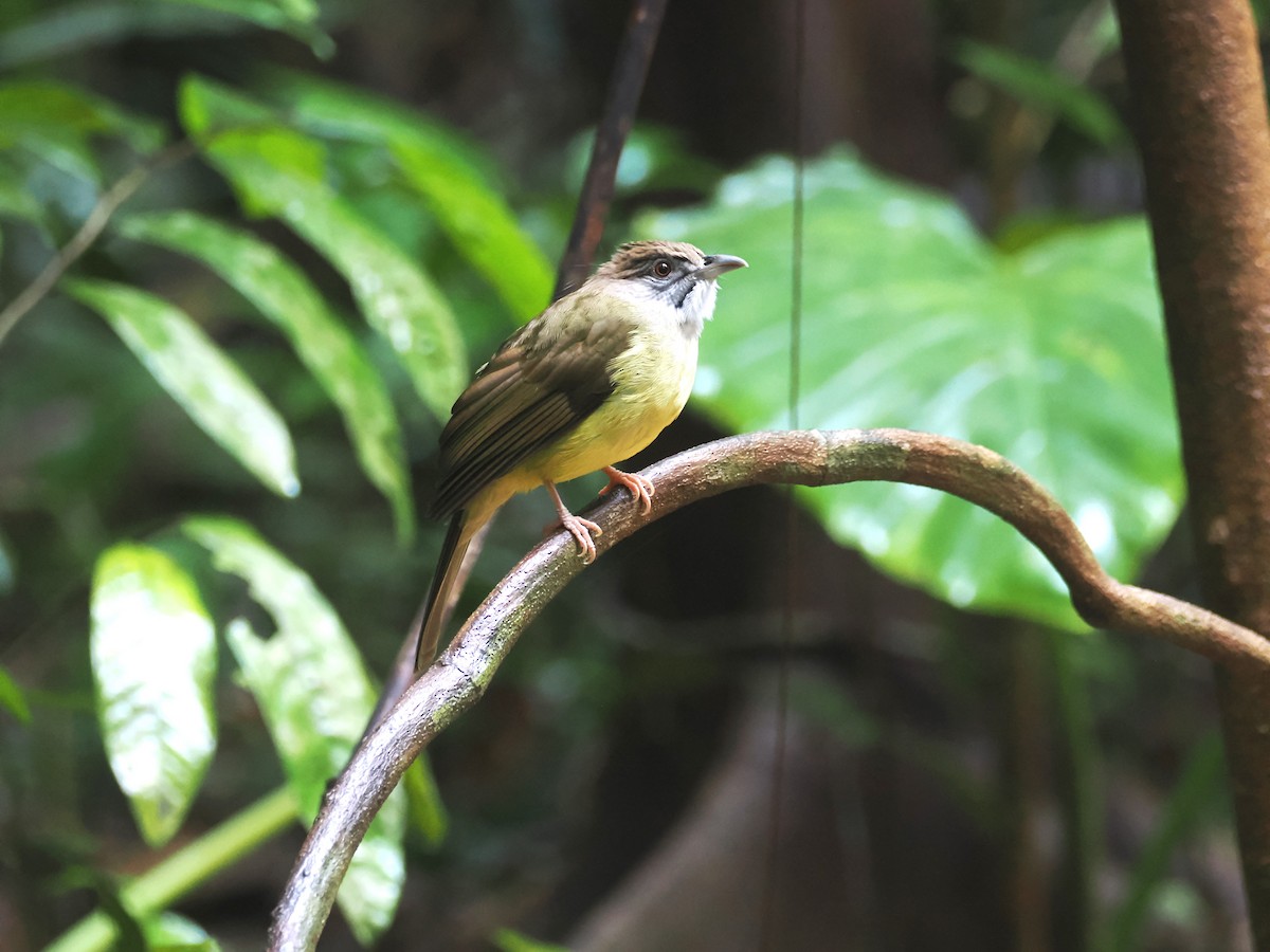 Gray-throated Bulbul - ML645618924