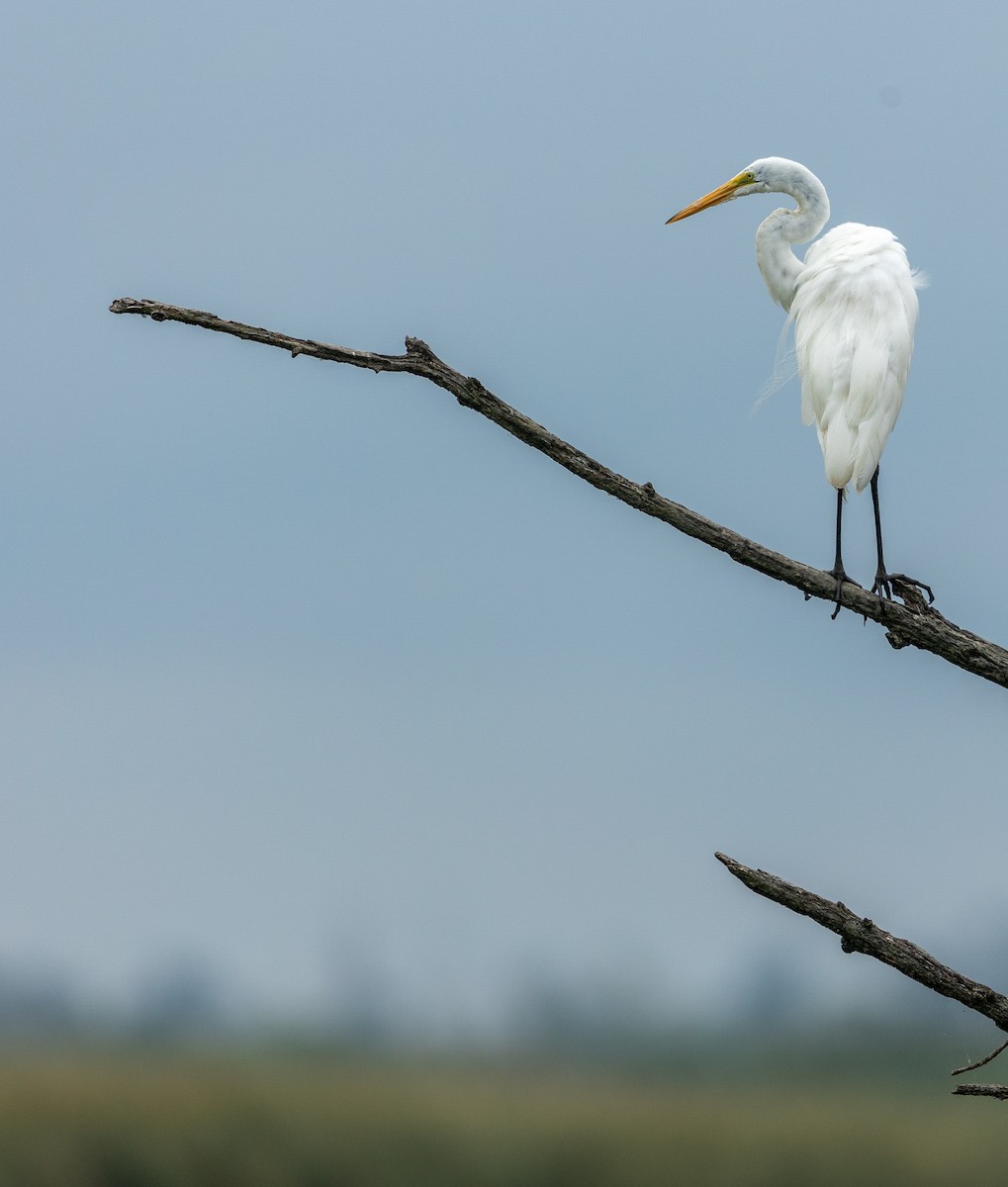 Great Egret - ML645618929