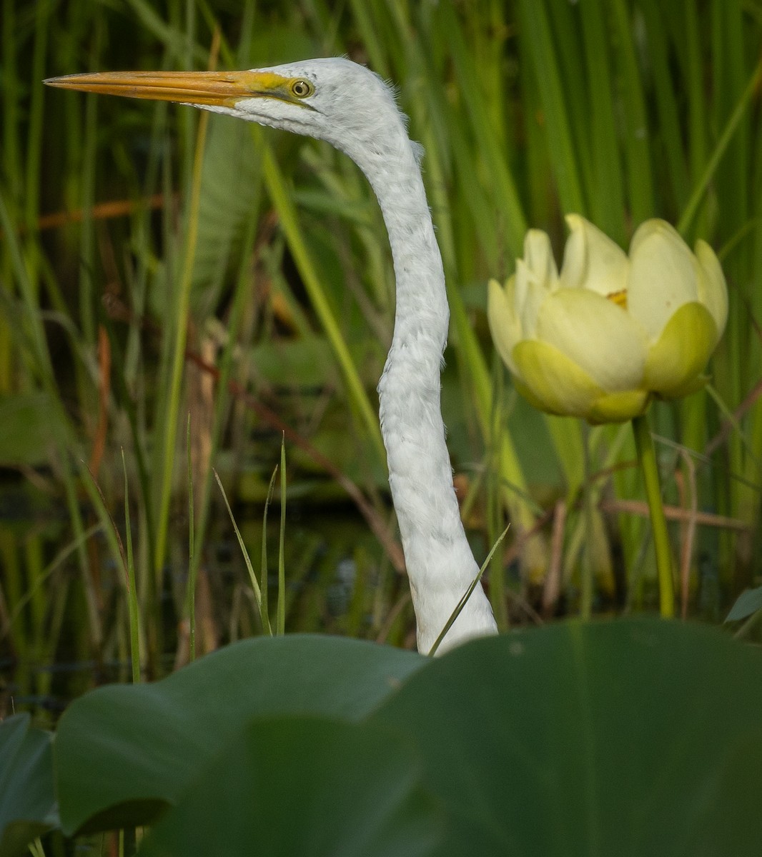 Great Egret - ML645618930