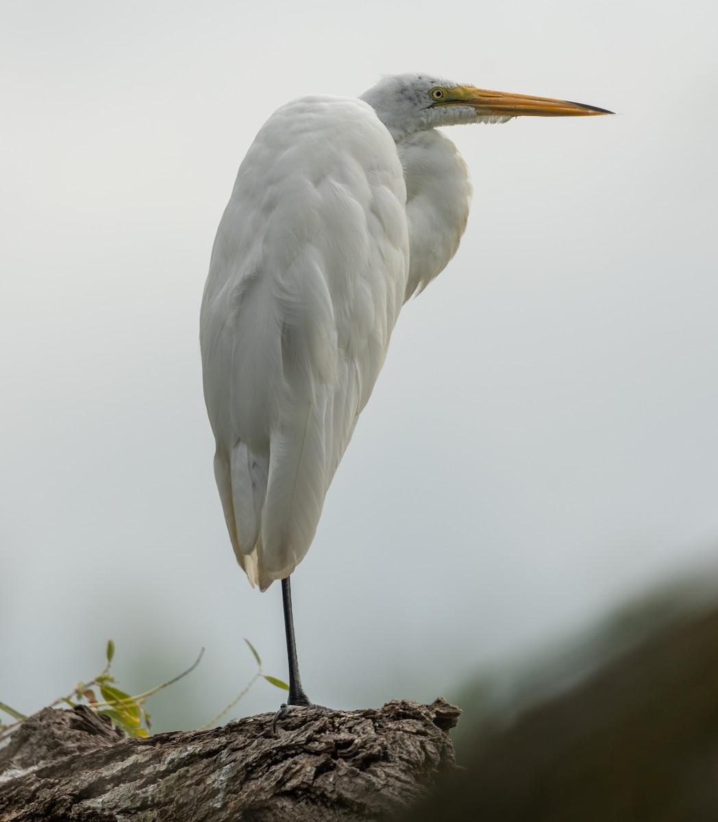 Great Egret - ML645618931
