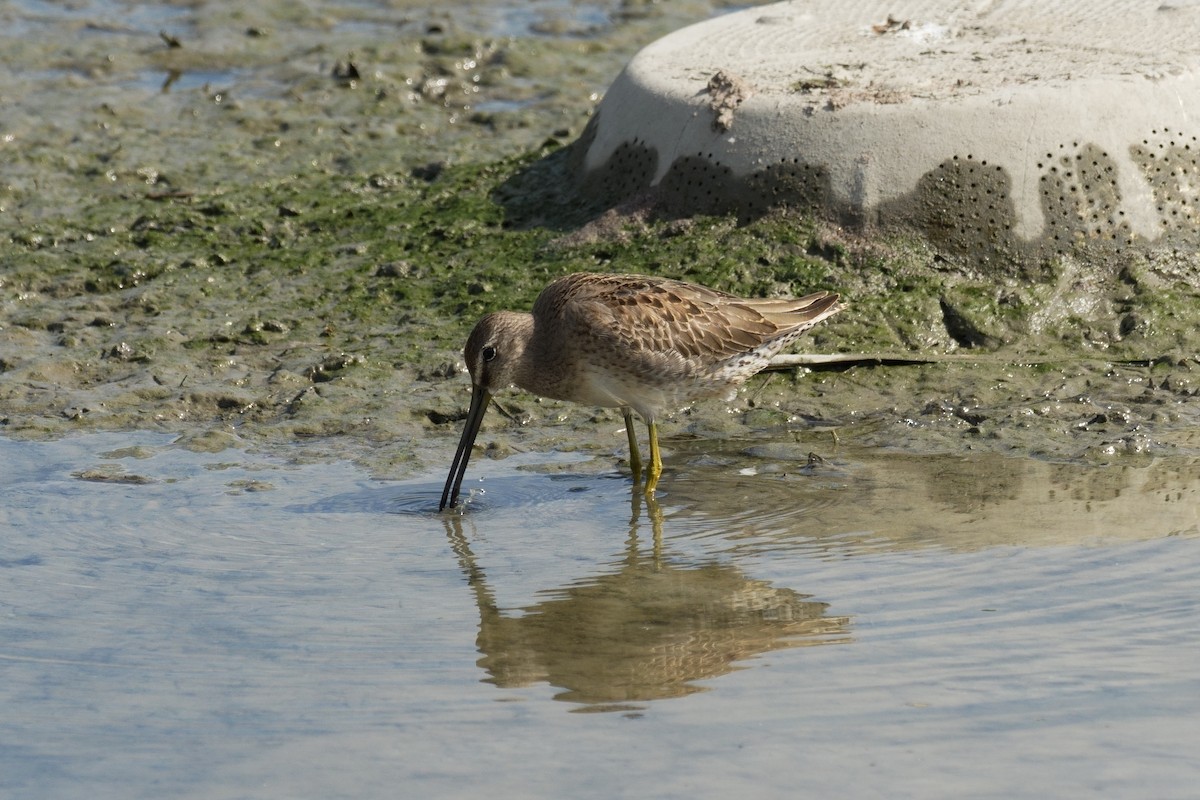 Long-billed Dowitcher - ML645618937