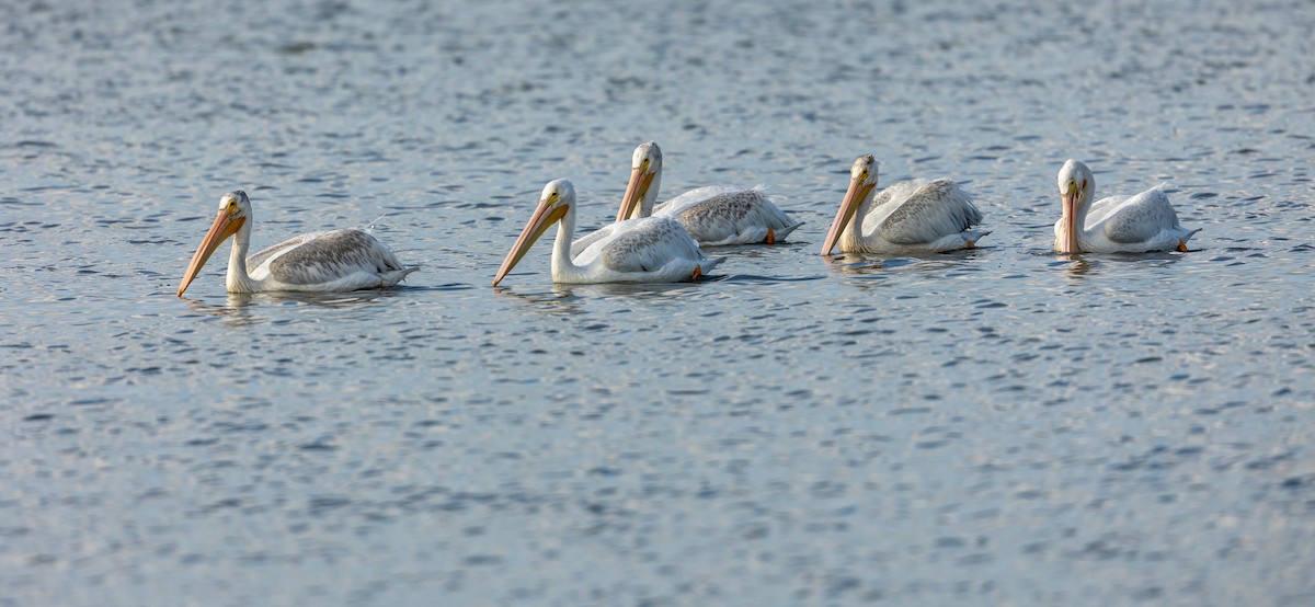 American White Pelican - ML645618939