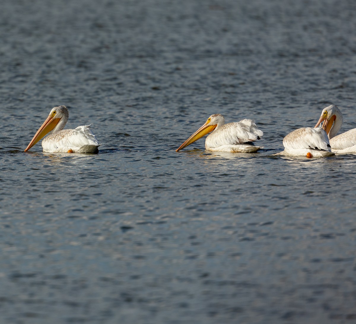 American White Pelican - ML645618940