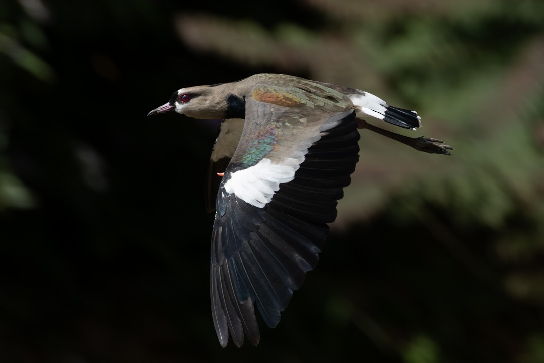 Southern Lapwing - ML645618941