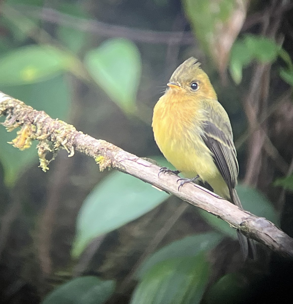 Tufted Flycatcher (Costa Rican) - ML645618943