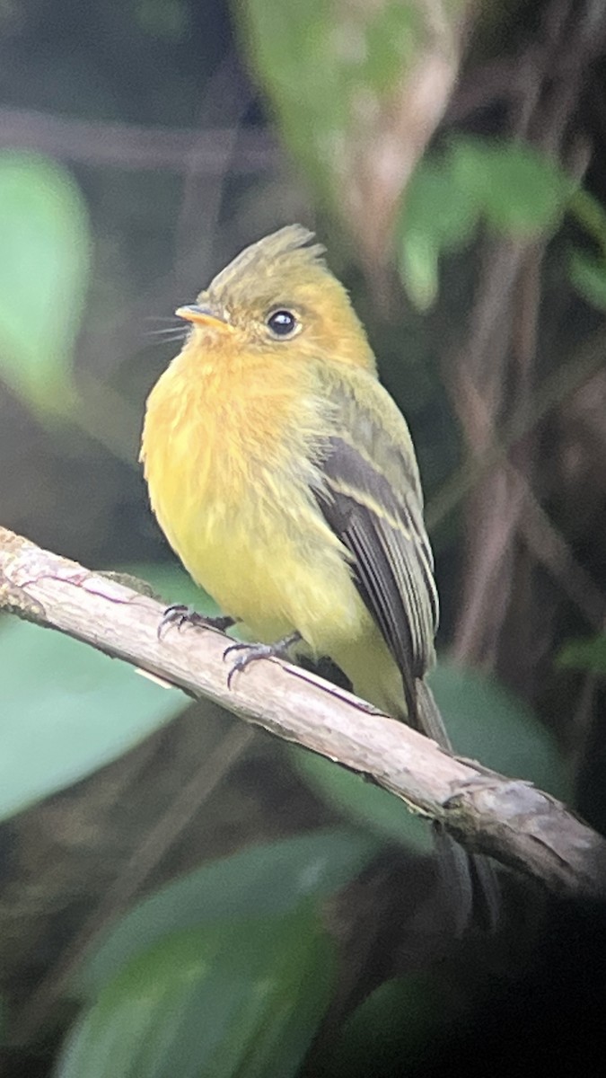 Tufted Flycatcher (Costa Rican) - ML645618944