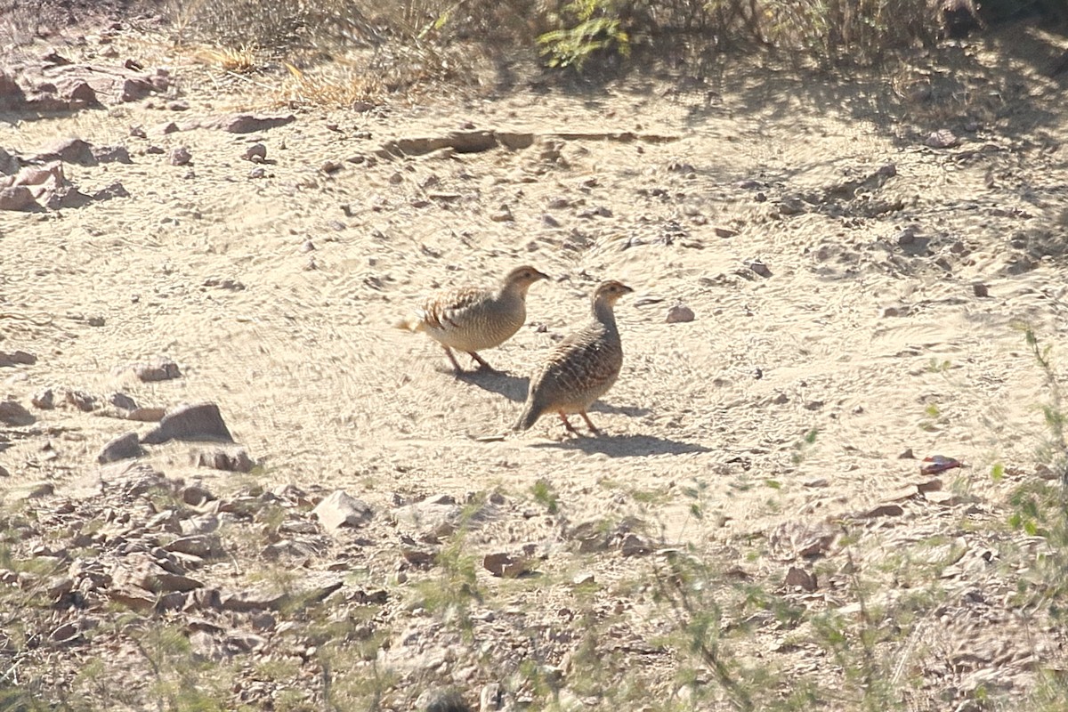Gray Francolin - ML645618946