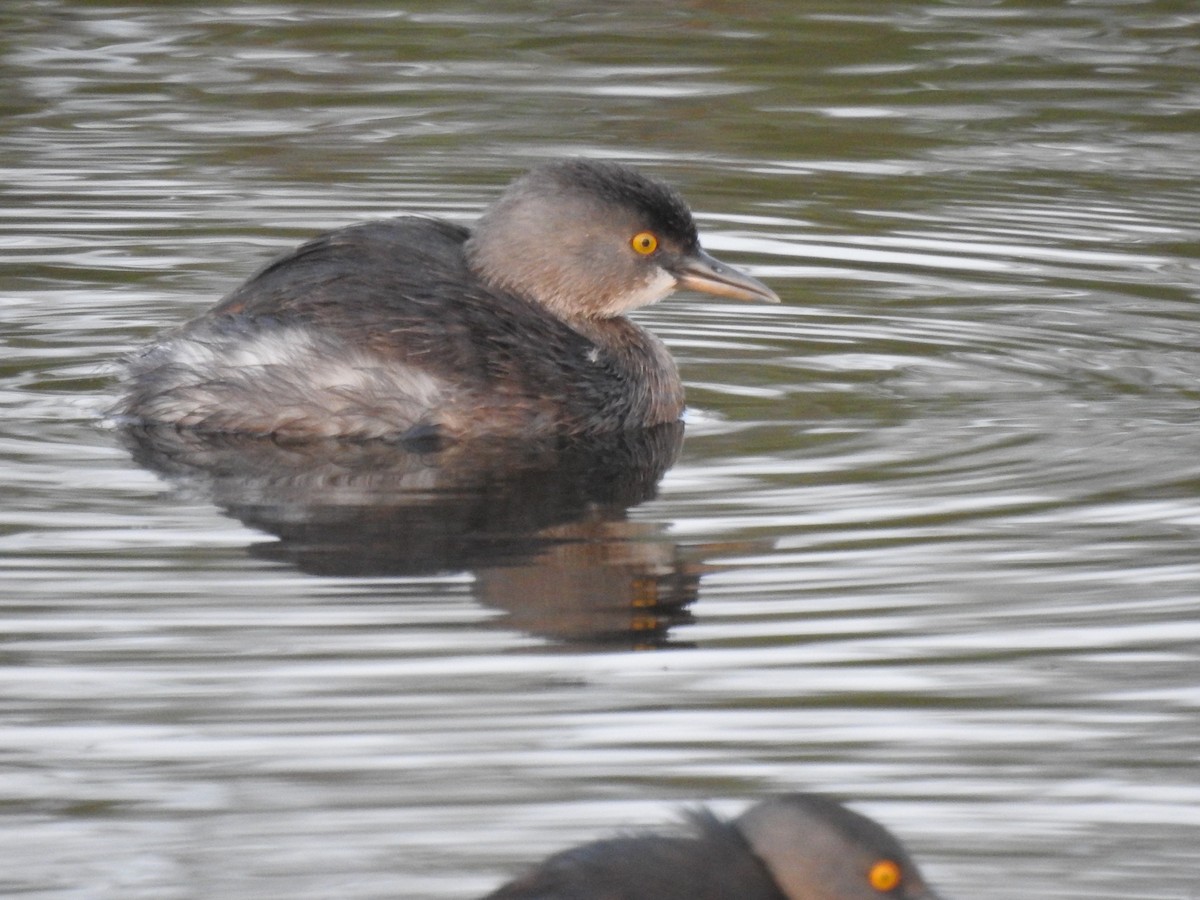 Least Grebe - ML645618961