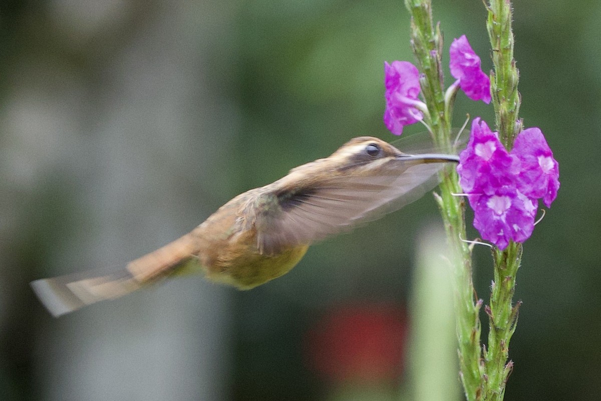 stripestrupeeremitt - ML645618966