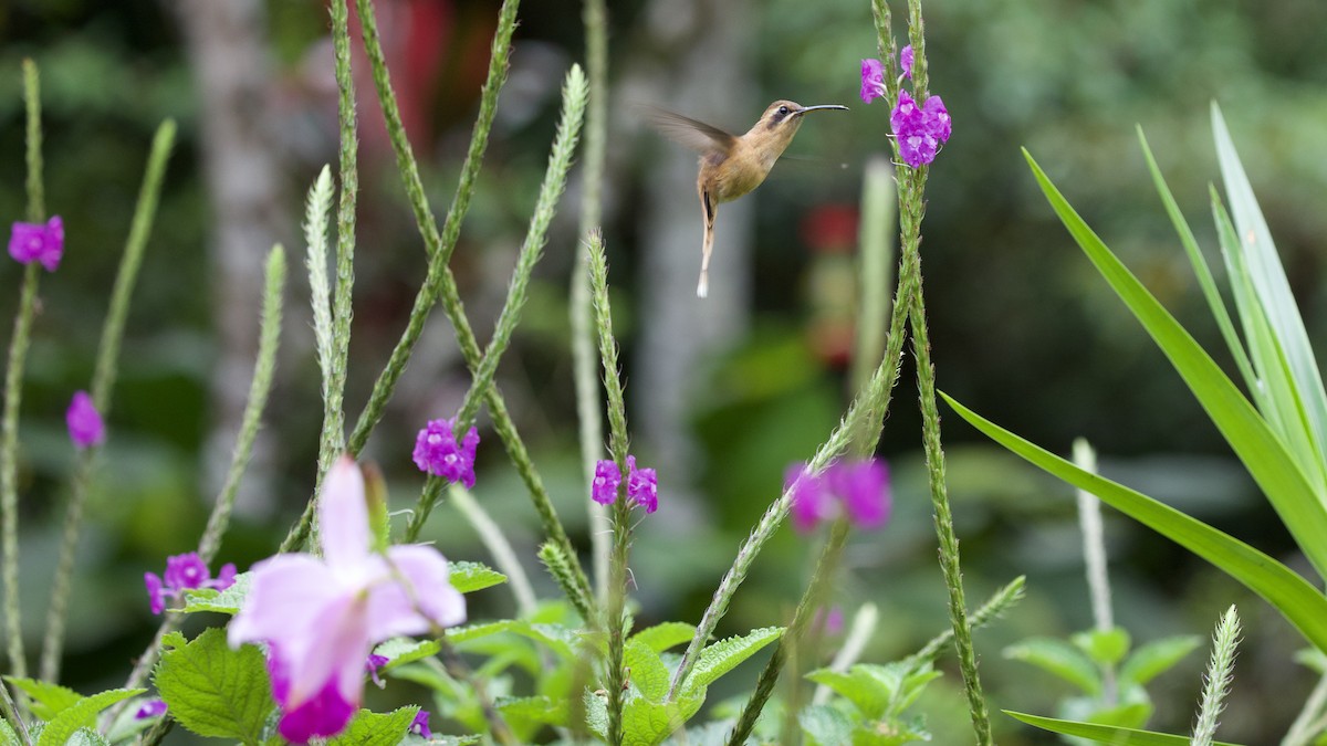 stripestrupeeremitt - ML645618967