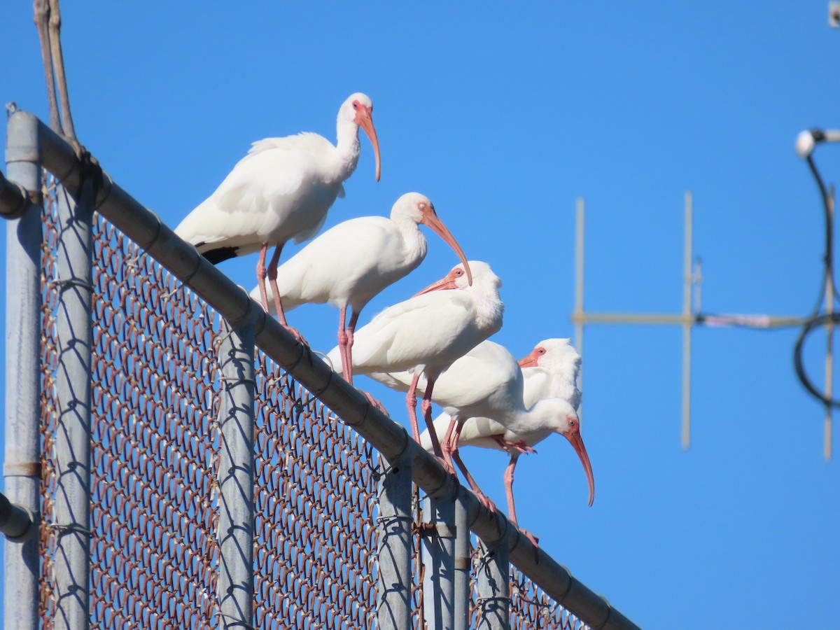 Белый ибис - ML645618970