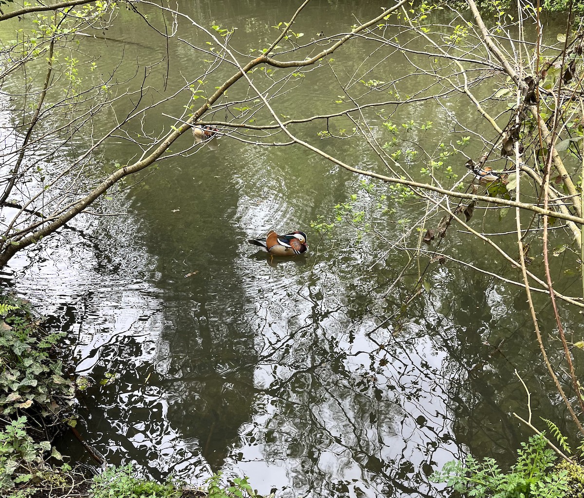 Mandarin Duck - ML645618971