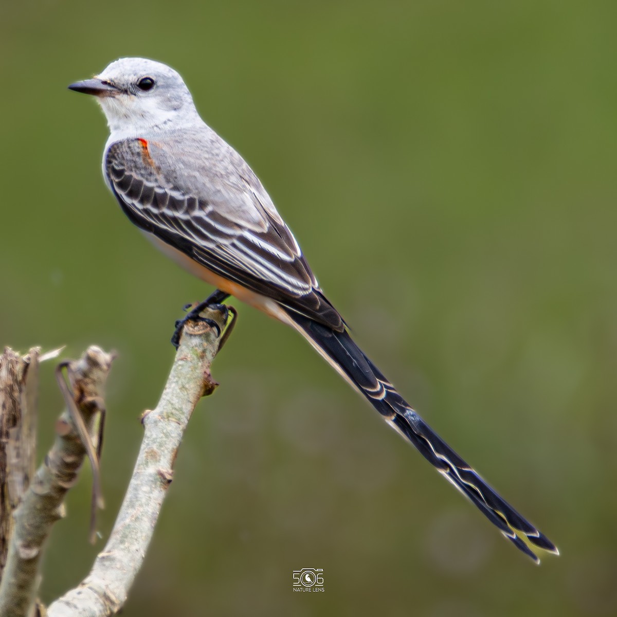 Scissor-tailed Flycatcher - ML645618974