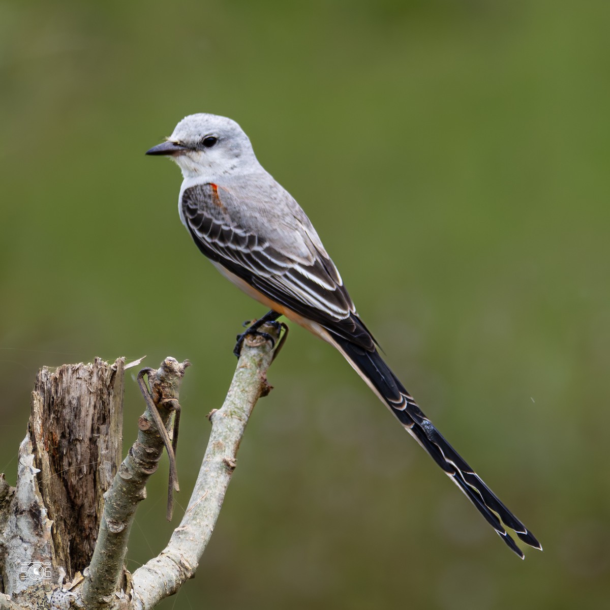 Scissor-tailed Flycatcher - ML645618975
