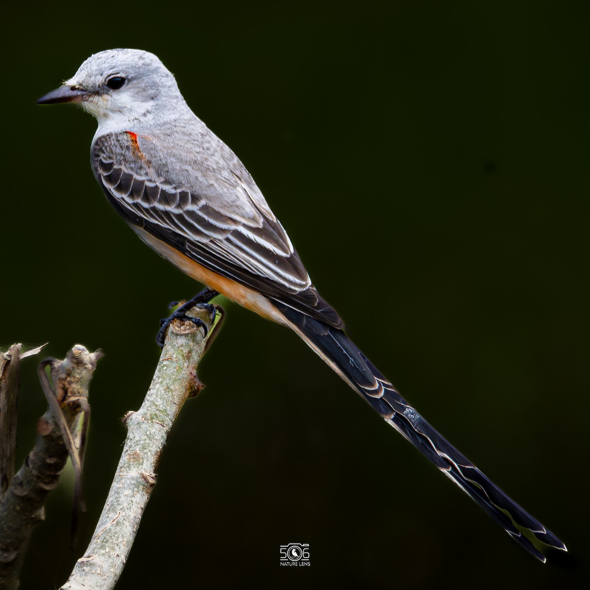 Scissor-tailed Flycatcher - ML645618976