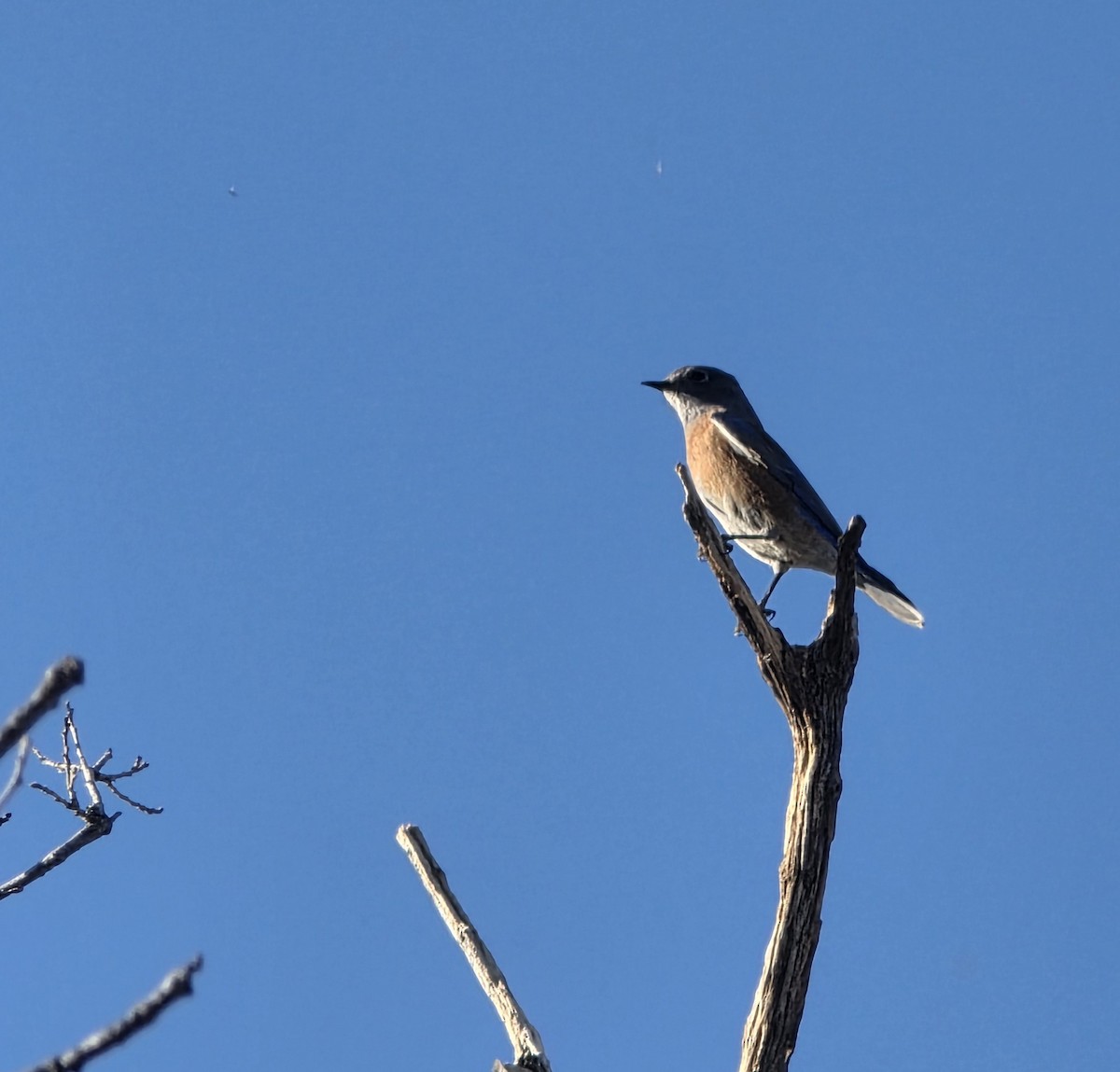 Western Bluebird - ML645618984