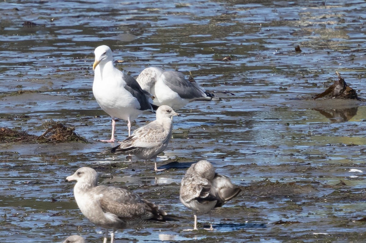 Short-billed Gull - ML645618985