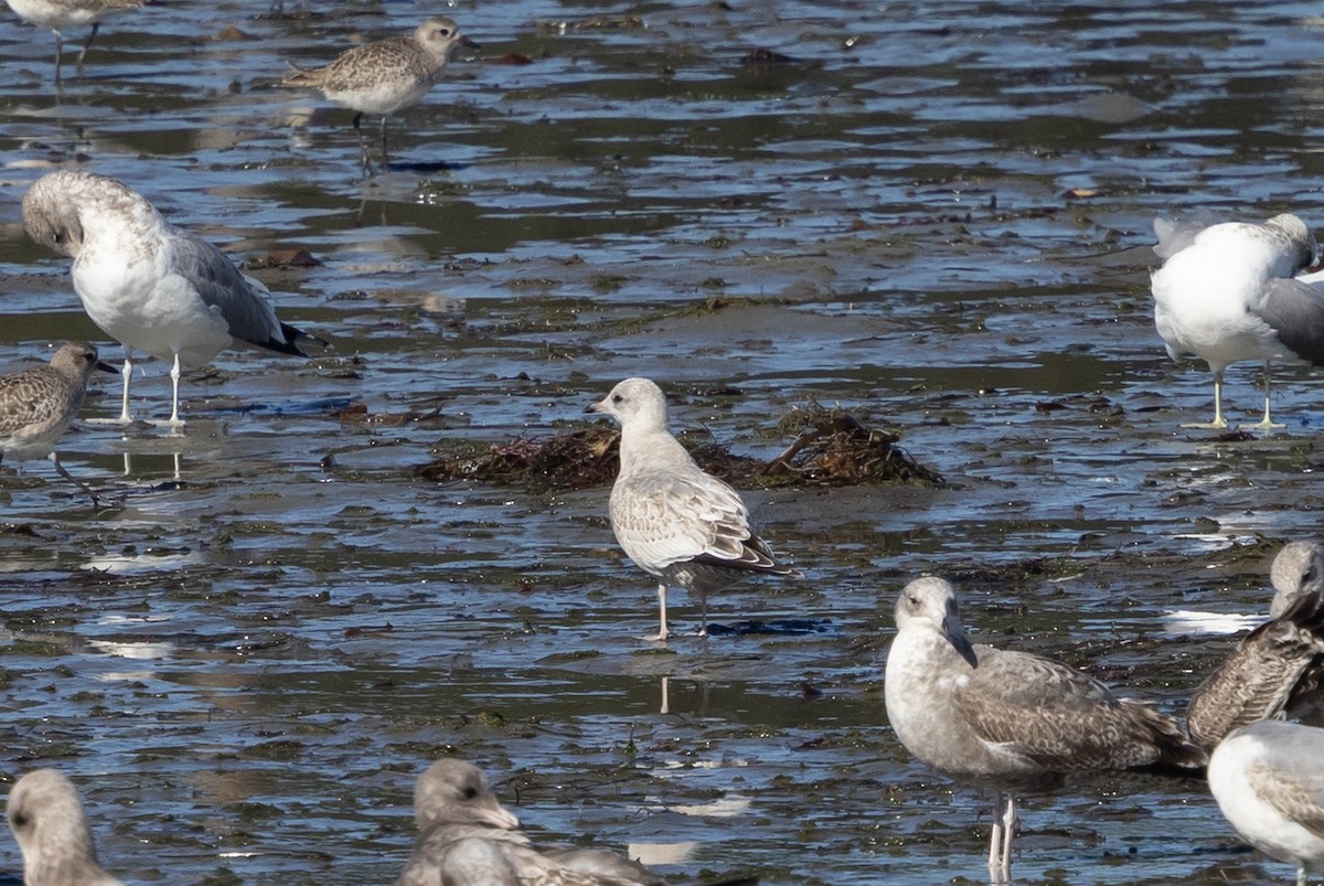 kortnebbmåke - ML645618987