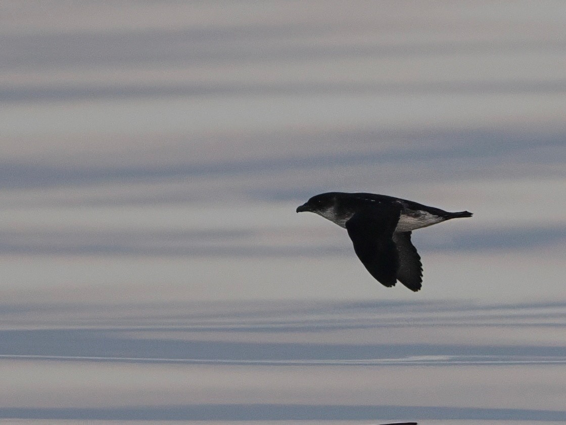 humboldtdykkpetrell - ML645618988