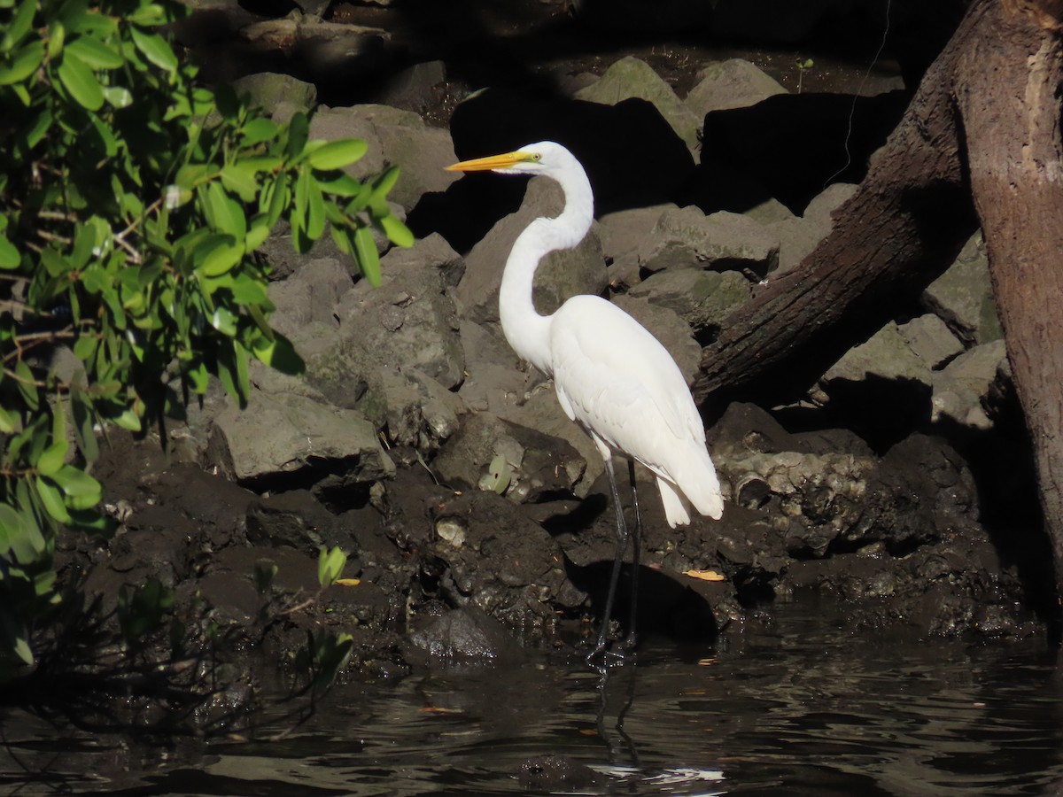 egretthegre - ML645618999