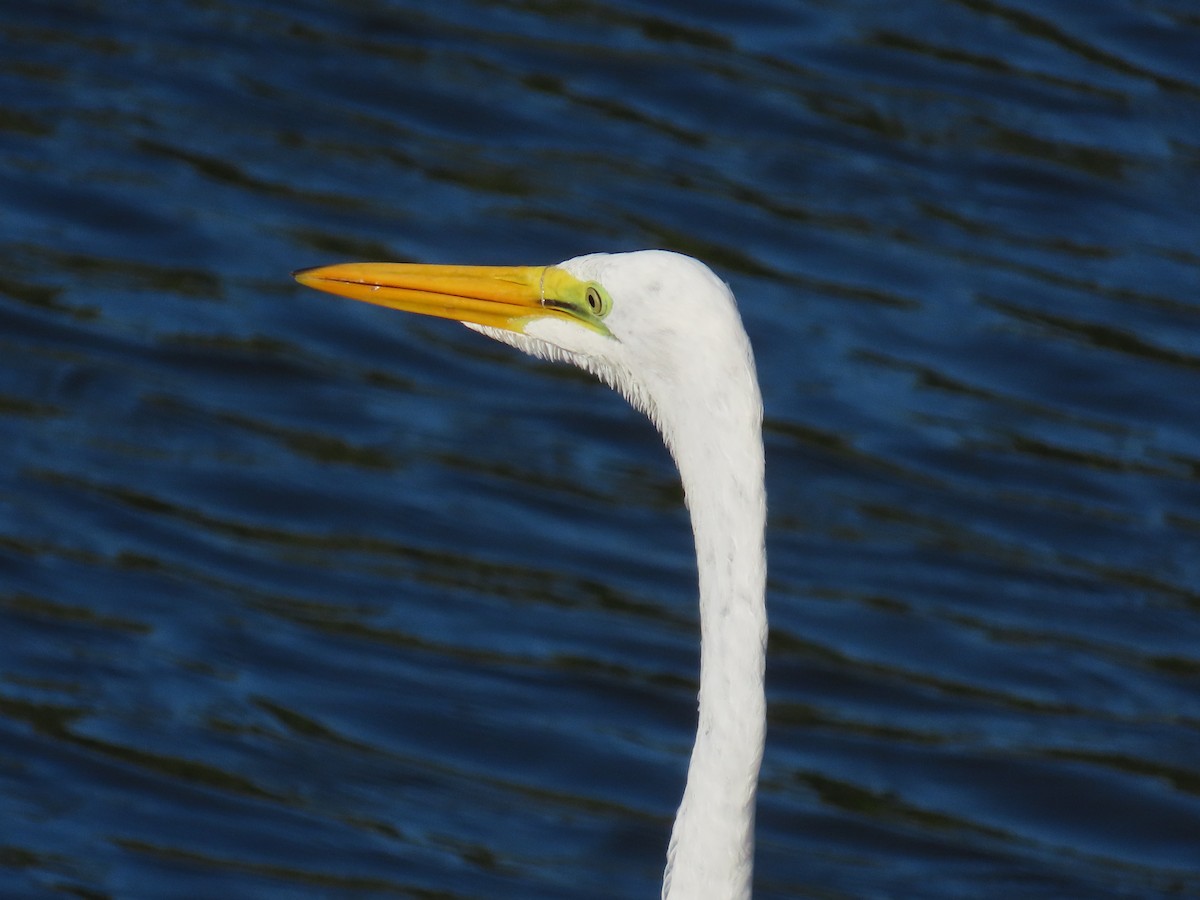 egretthegre - ML645619000