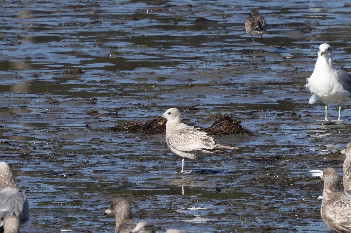 kortnebbmåke - ML645619002