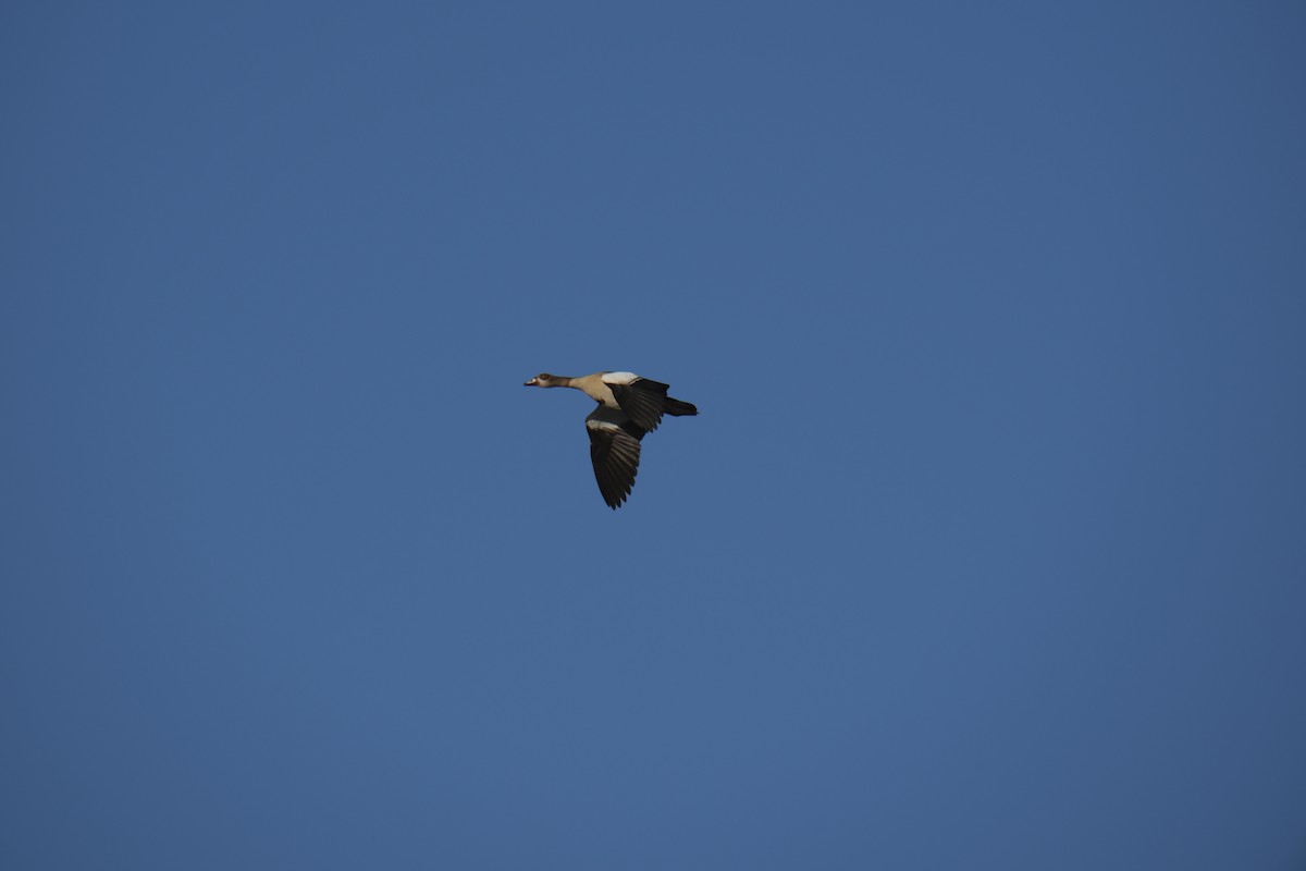 niland - ML645619005