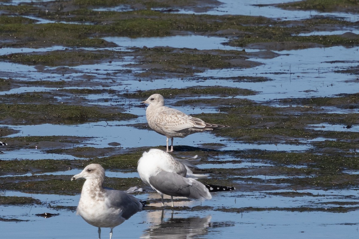 kortnebbmåke - ML645619006