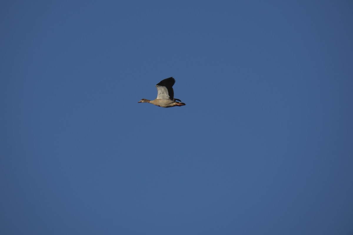 niland - ML645619008