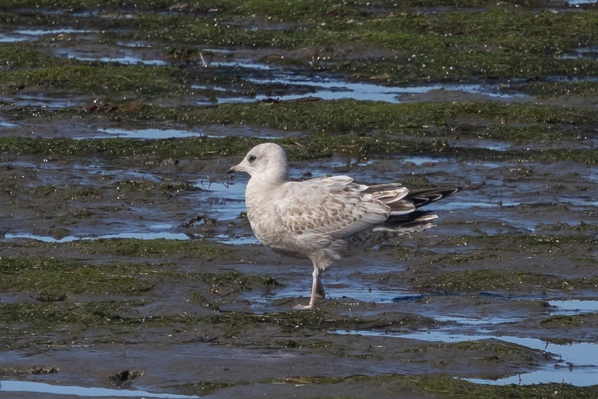 kortnebbmåke - ML645619009