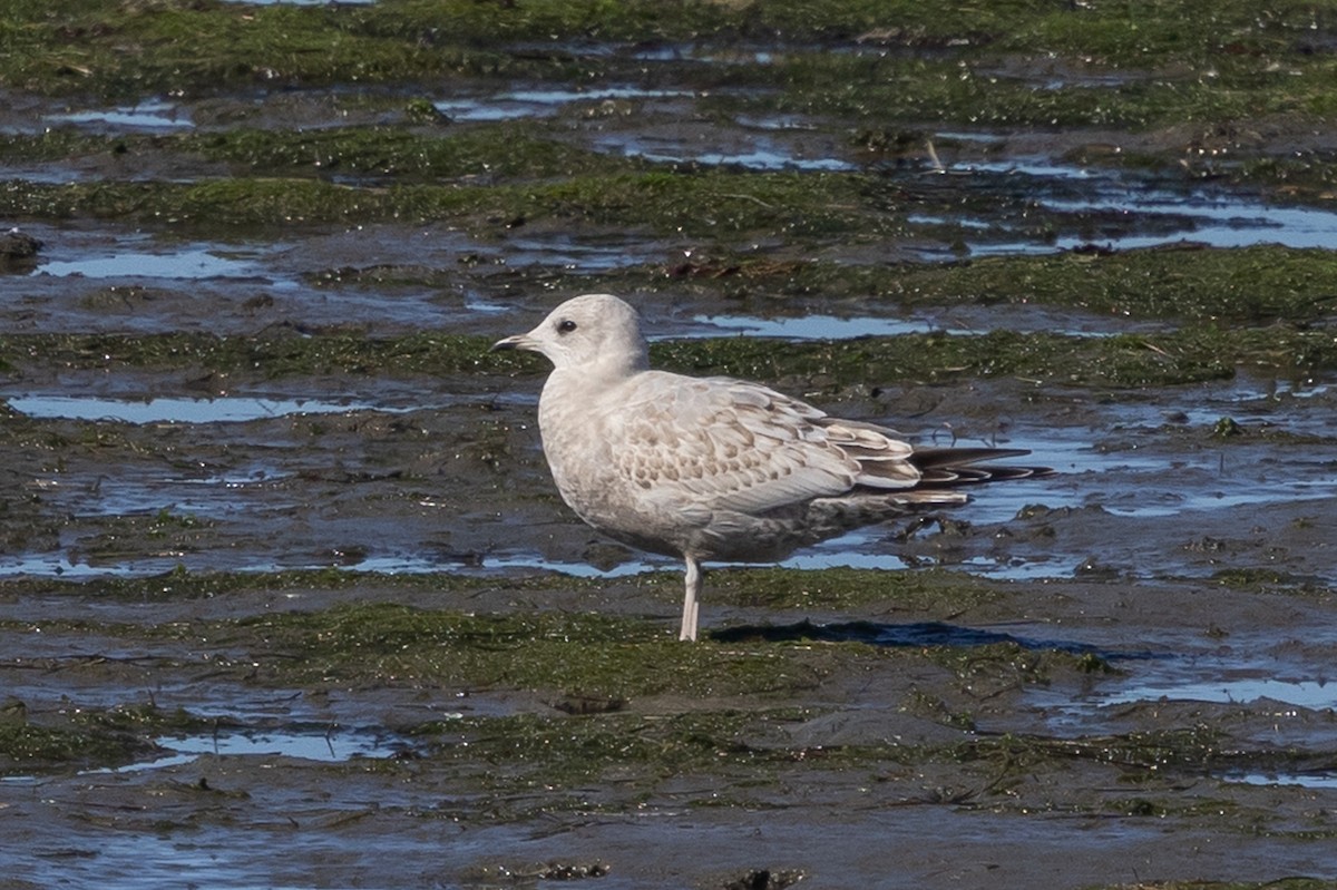 kortnebbmåke - ML645619013