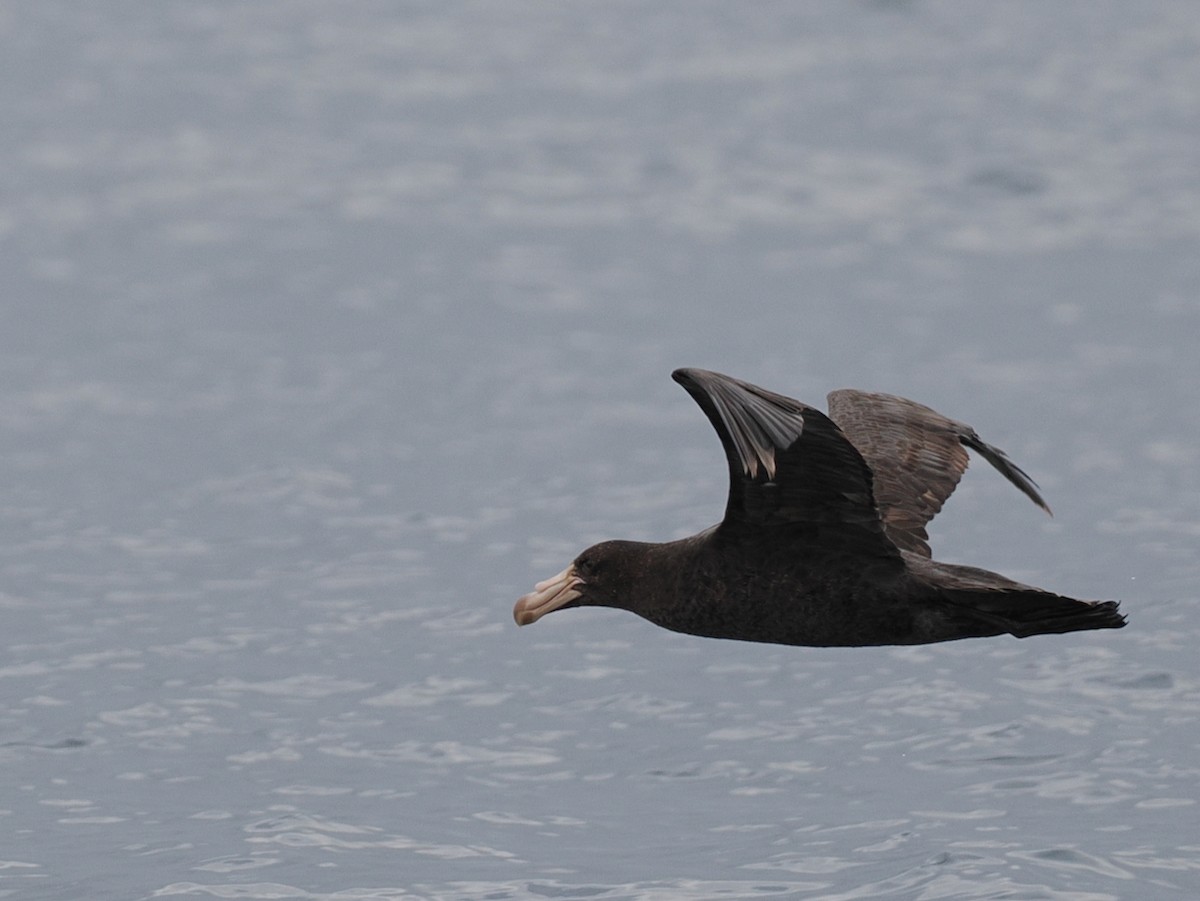 nordkjempepetrell - ML645619014