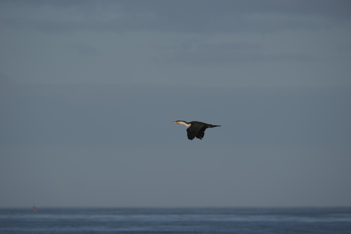 storskarv - ML645619018