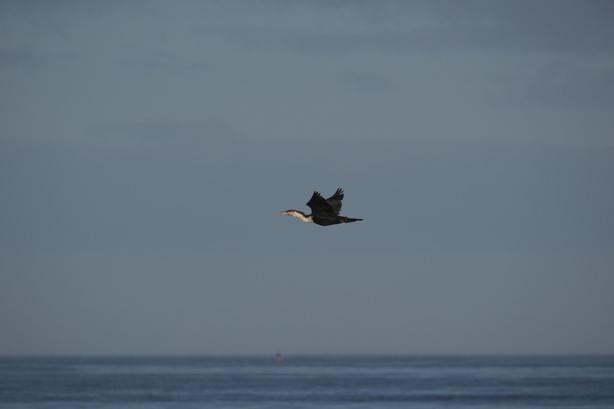 storskarv - ML645619019