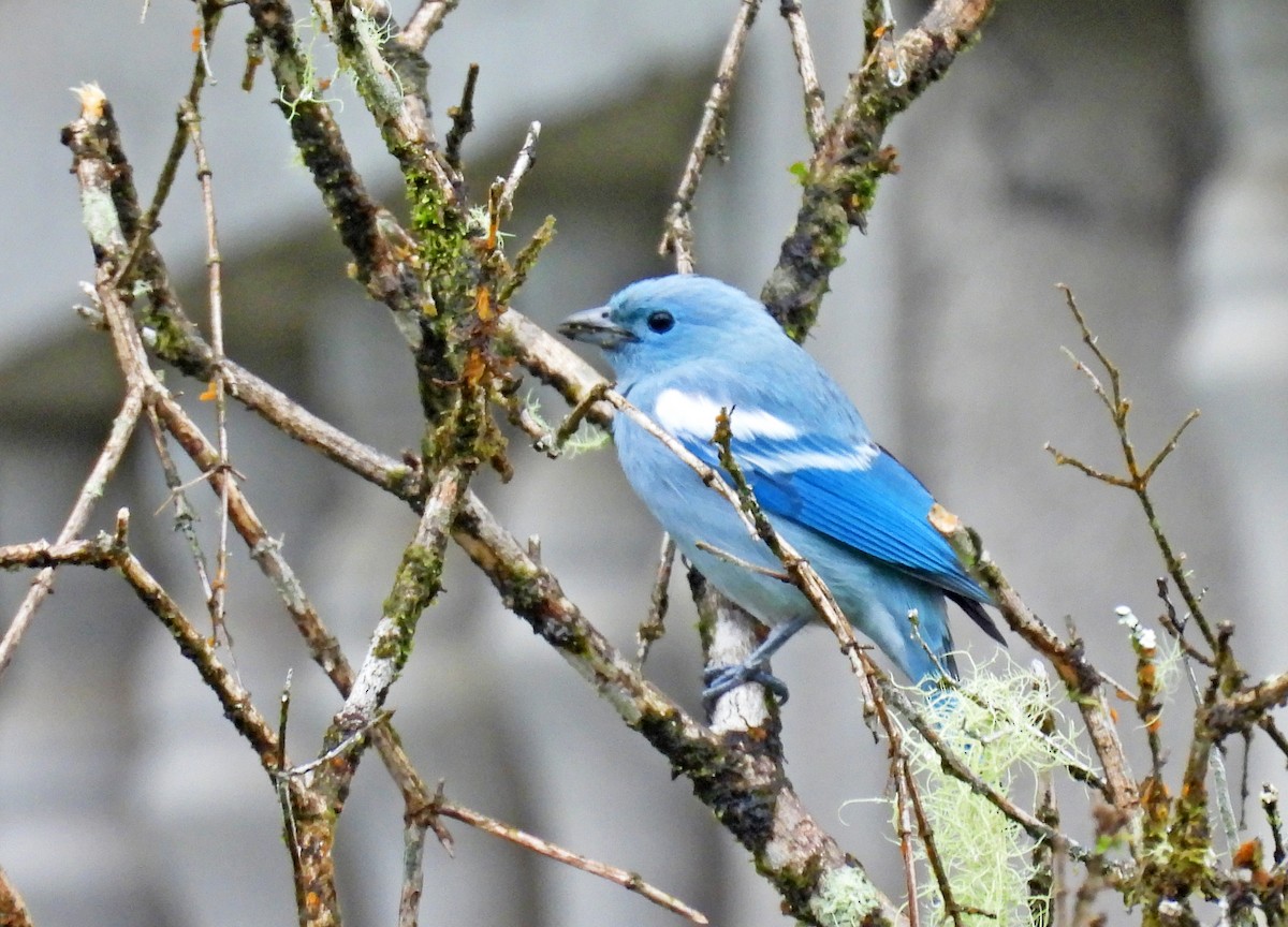 bispetanagar - ML645619021