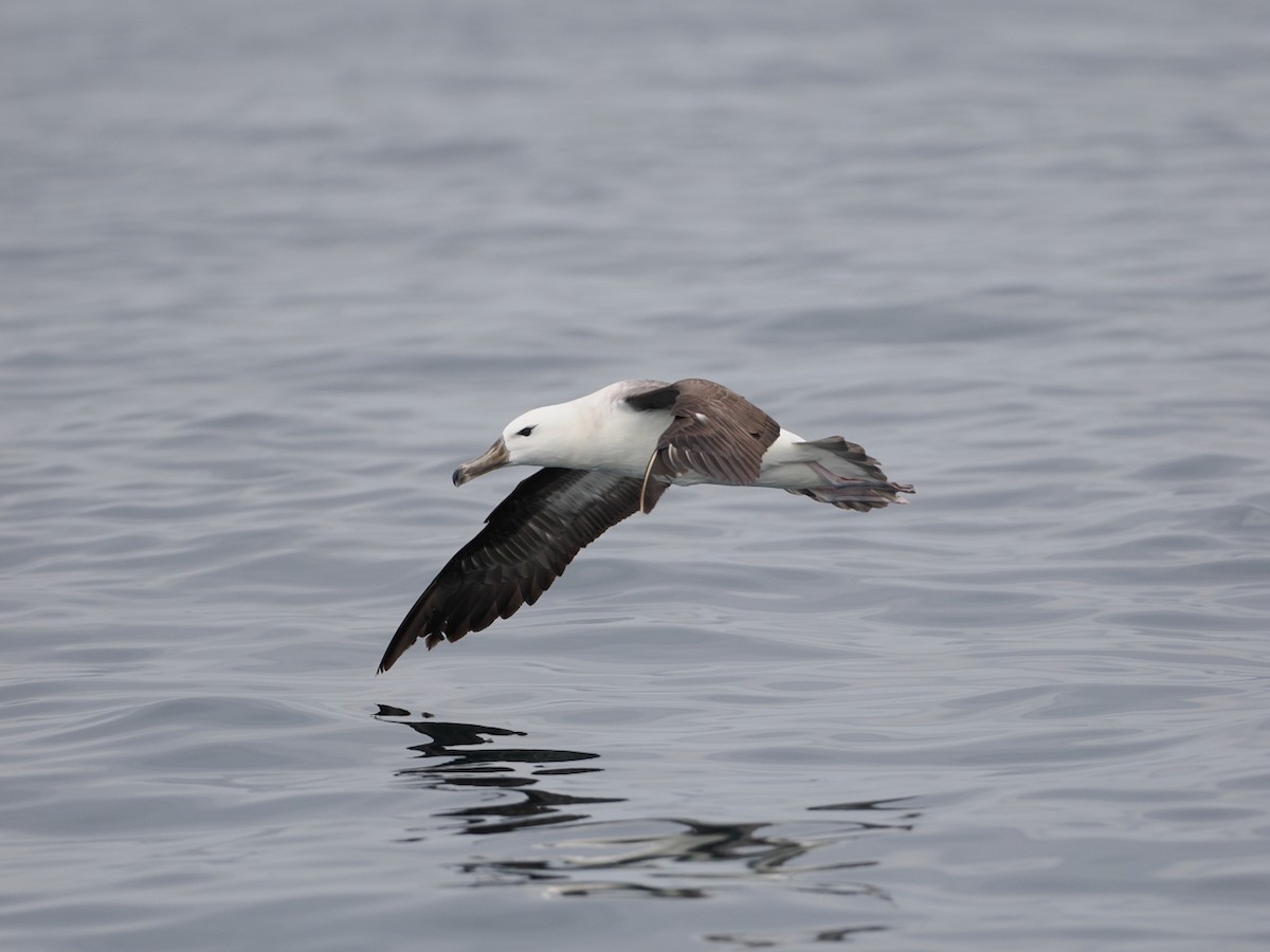 Schwarzbrauenalbatros - ML645619032