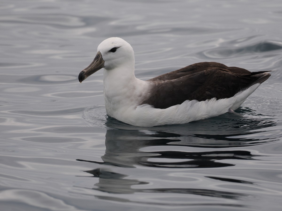 Schwarzbrauenalbatros - ML645619045