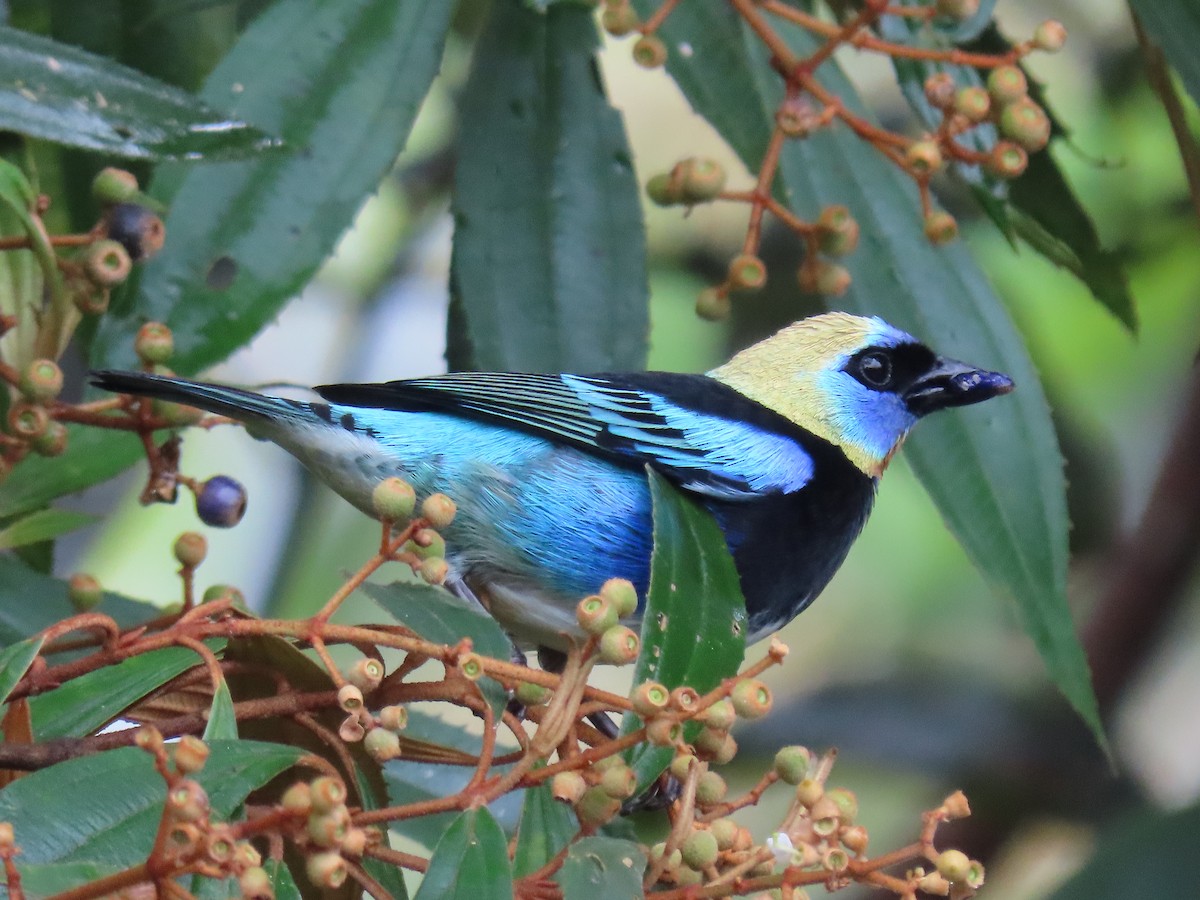 Golden-hooded Tanager - ML645619059