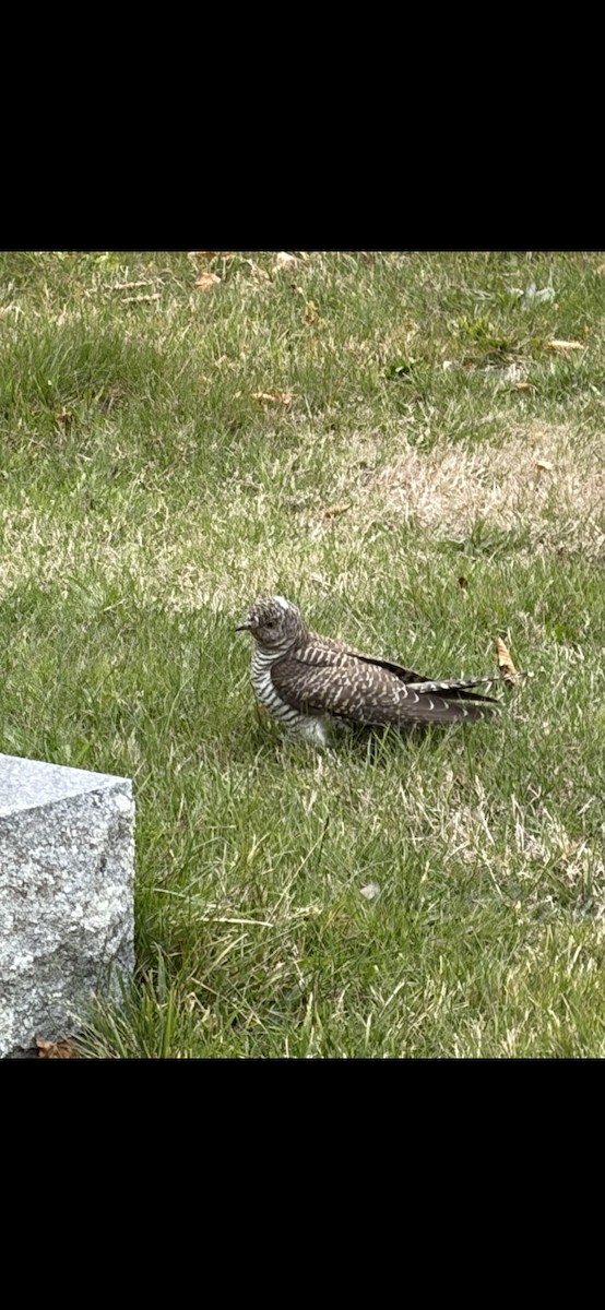 Common Cuckoo - Brendan Linard