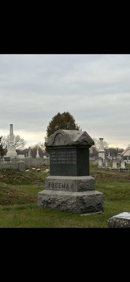 Common Cuckoo - ML645619073