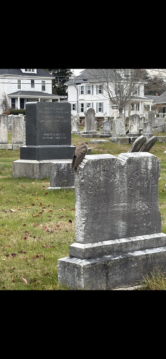 Common Cuckoo - ML645619074