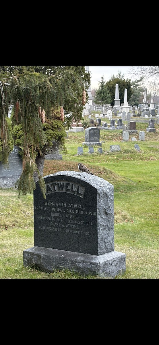 Common Cuckoo - ML645619075