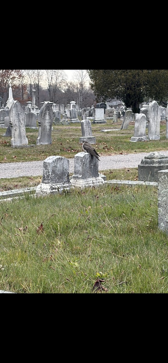 Common Cuckoo - ML645619076