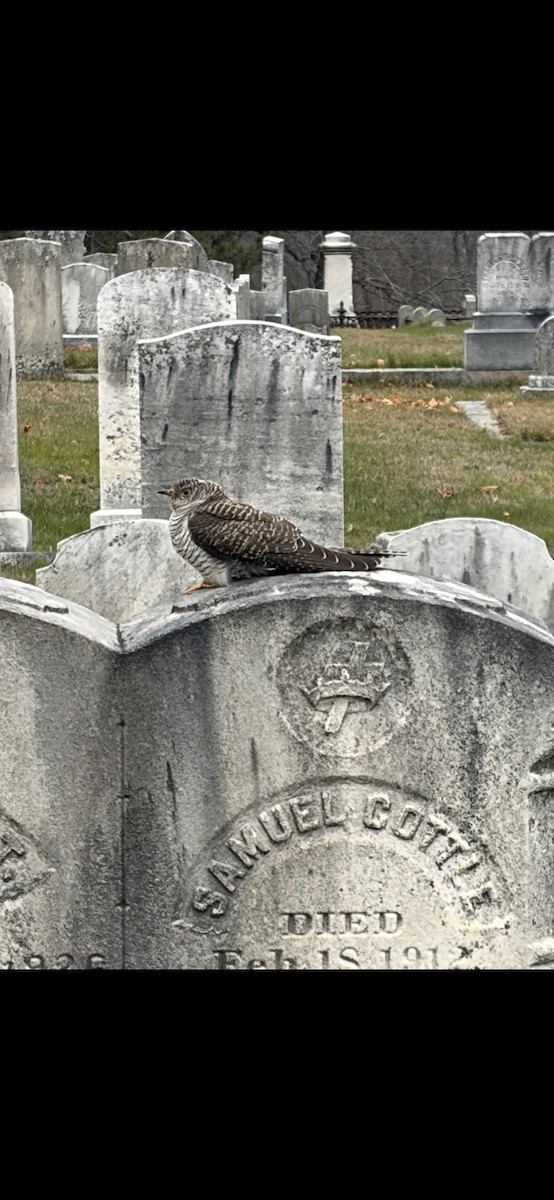 Common Cuckoo - ML645619077