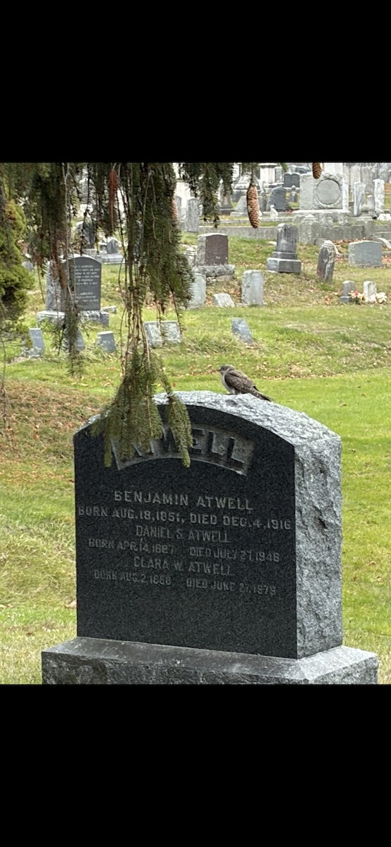 Common Cuckoo - ML645619078